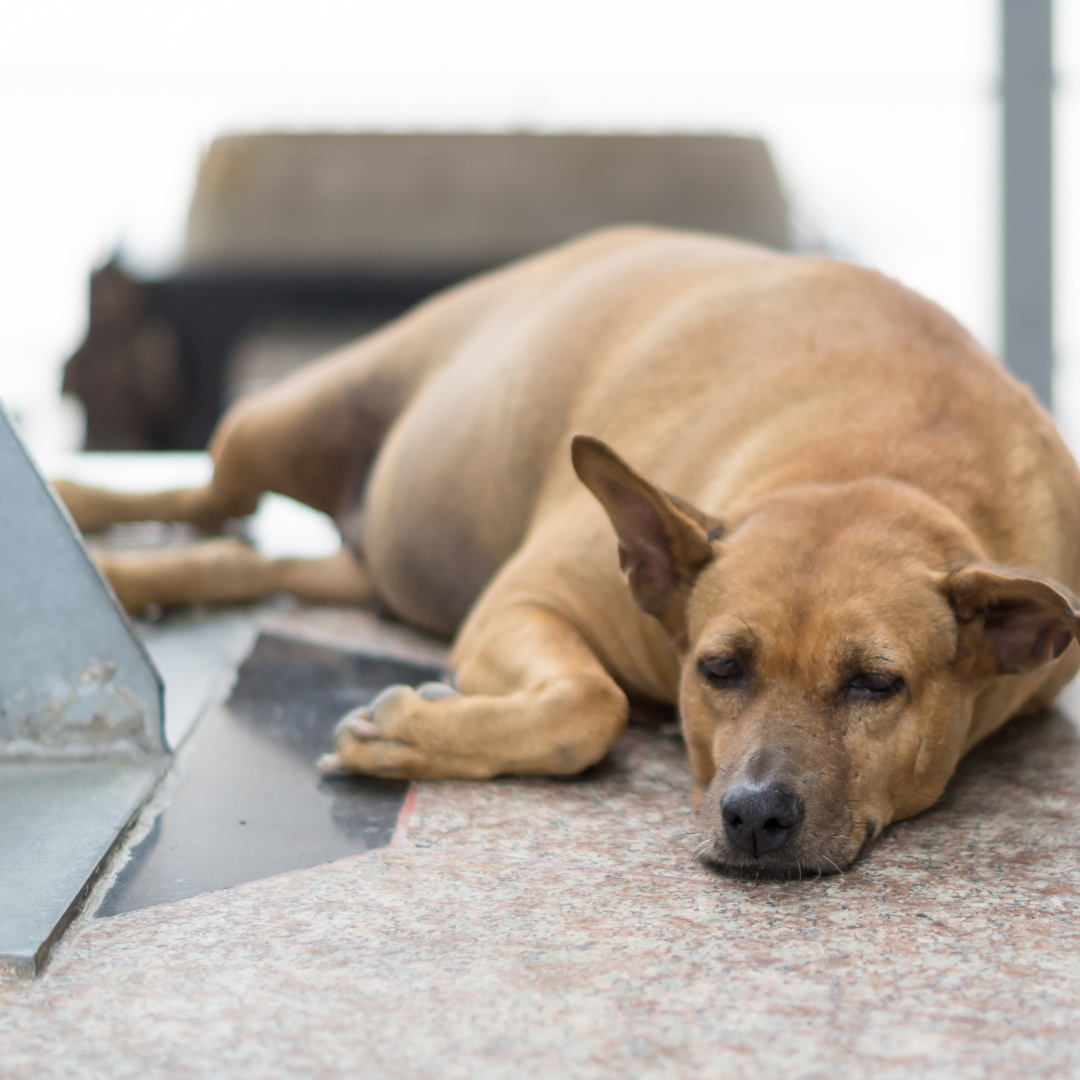 Túlsúlyos a kutyád? – Segítünk a megoldásban! 🐾