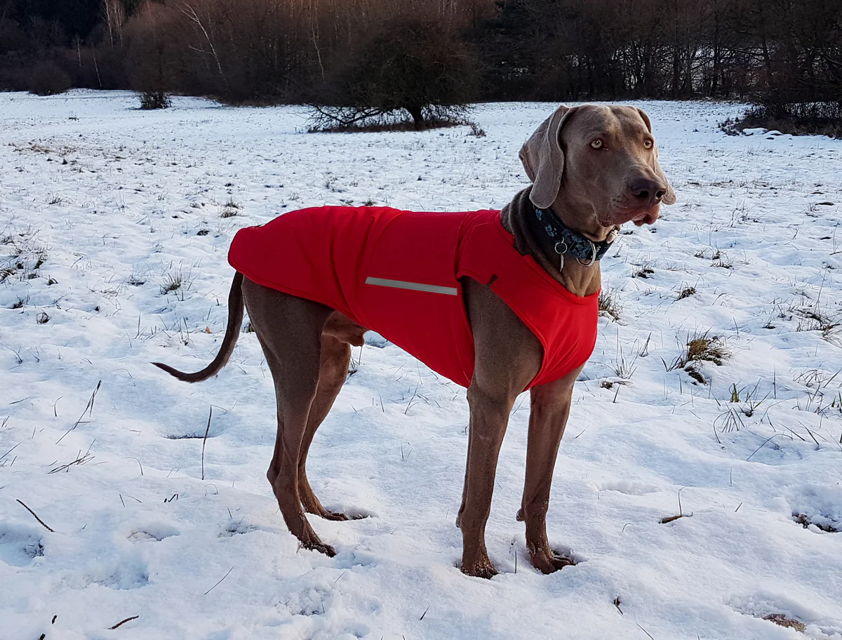 Fajta a reflektorfényben: A vizsla