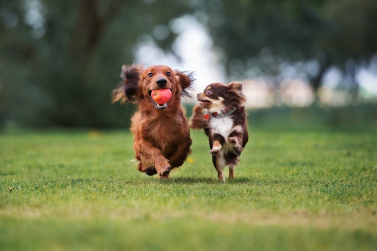 Tavaszi És nyári túlélőkalauz gazdiknak – Így védd meg kutyádat a meleg hónapok rejtett veszélyeitől! 🌞🐾