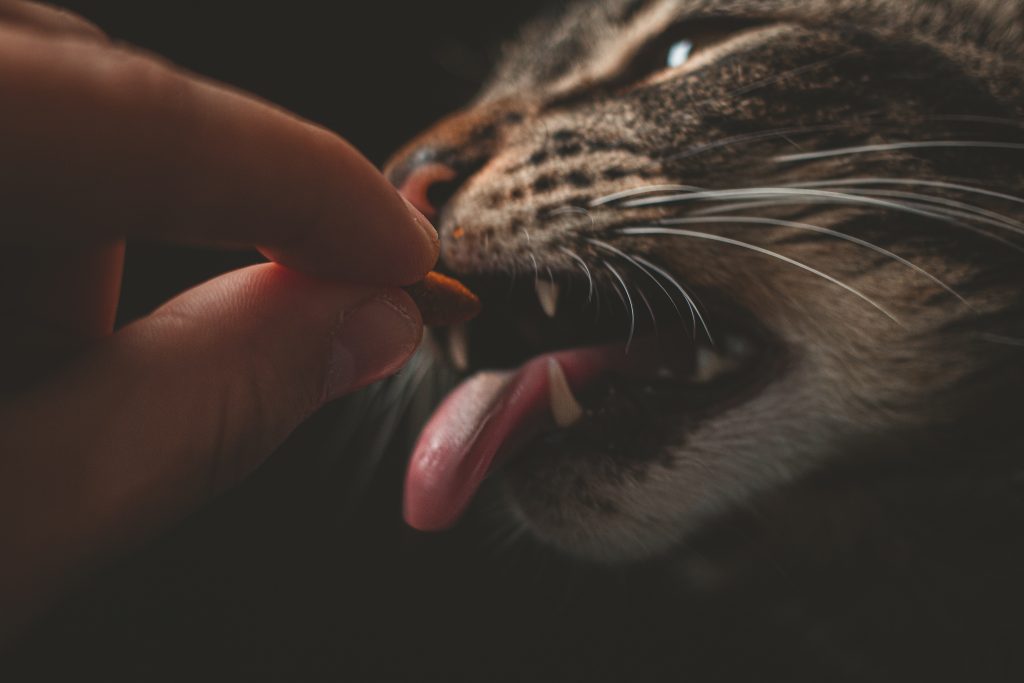 pexels-lucas-pezeta-2352276-1024x683