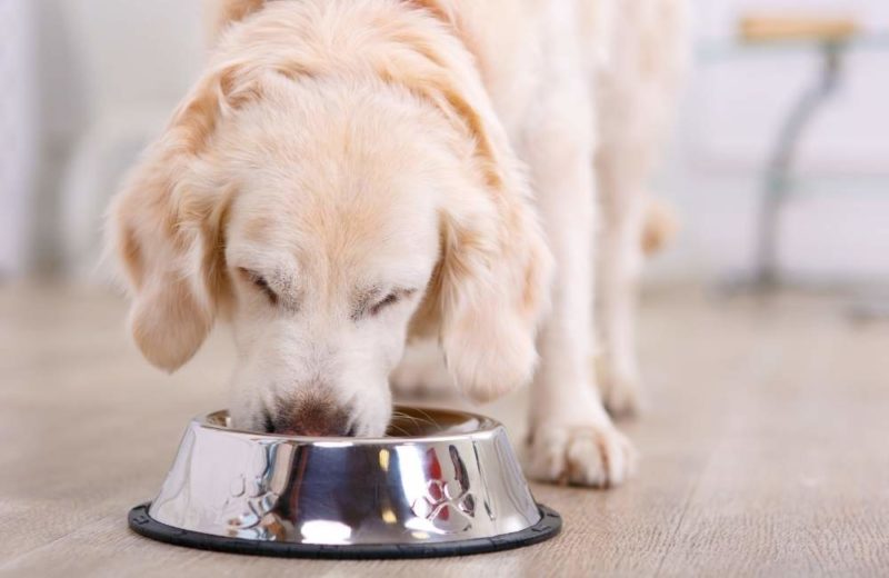 Ételallergia vagy ételintolerancia? Így ismerd fel, és így segíts a kutyádnak vagy cicádnak